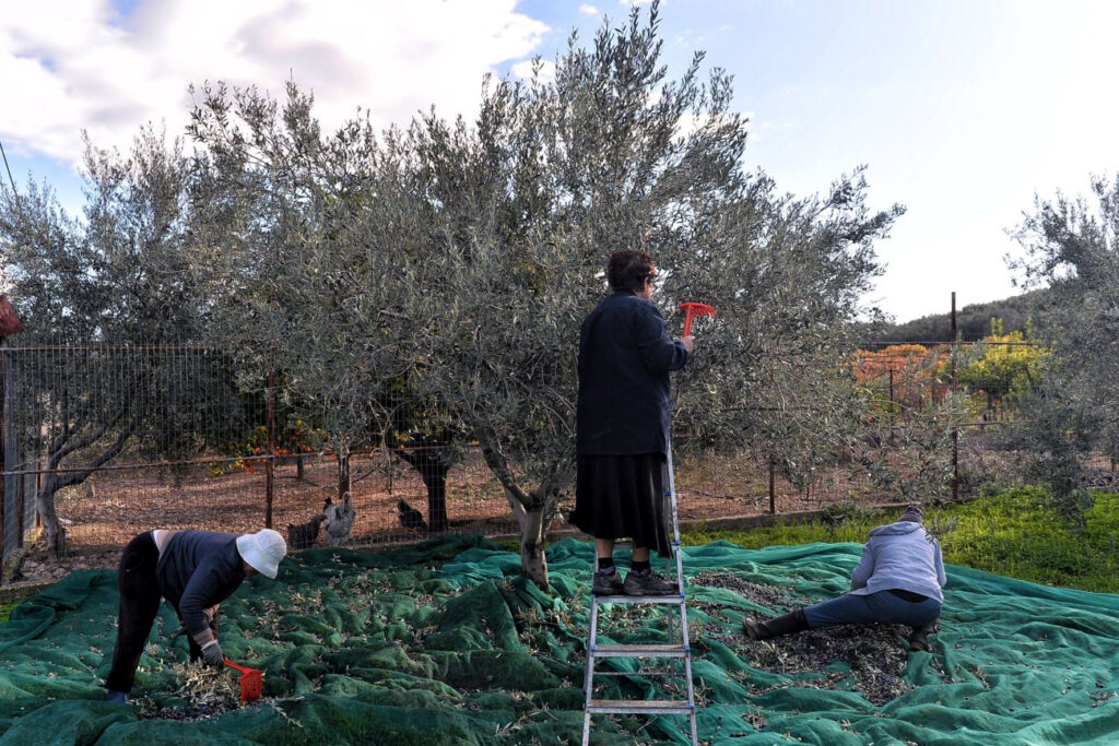 Μειωμένη κατά 50% προβλέπεται η παραγωγή ελληνικού ελαιολάδου