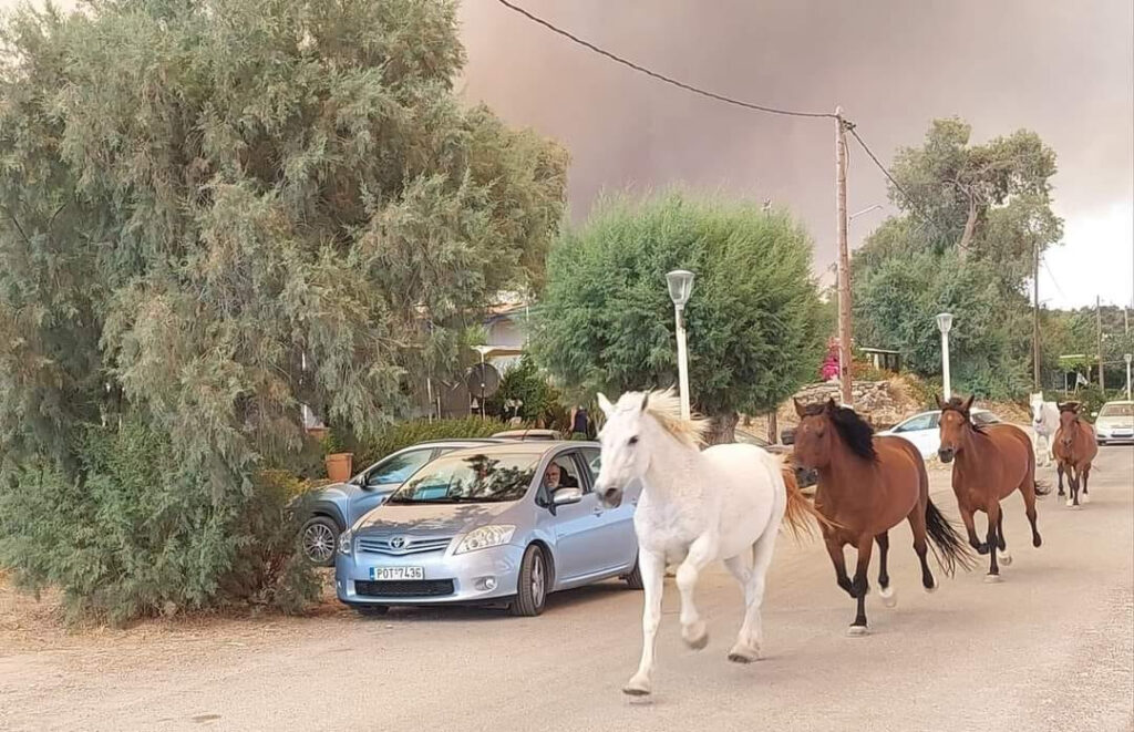 Φωτιά στη Ρόδο: Άλογα τρέχουν να σωθούν – Εικόνες Αποκάλυψης στο νησί