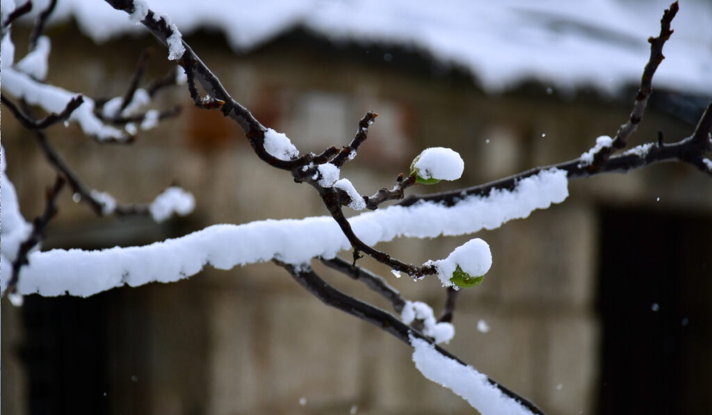 Καιρός-meteo: Παγετός την Παρασκευή, η περιφέρεια με που θα «χτυπήσει» -10