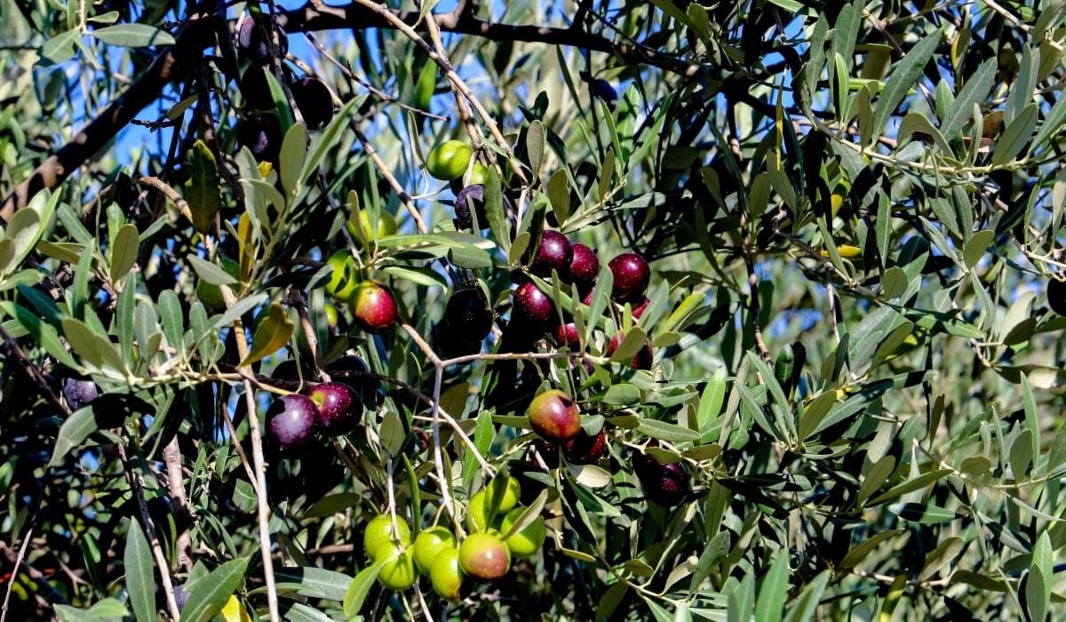 Πού θα κινηθεί φέτος η τιμή στο ελαιόλαδο – Τεράστια μείωση στη ζήτηση εξαιτίας της ακρίβειας