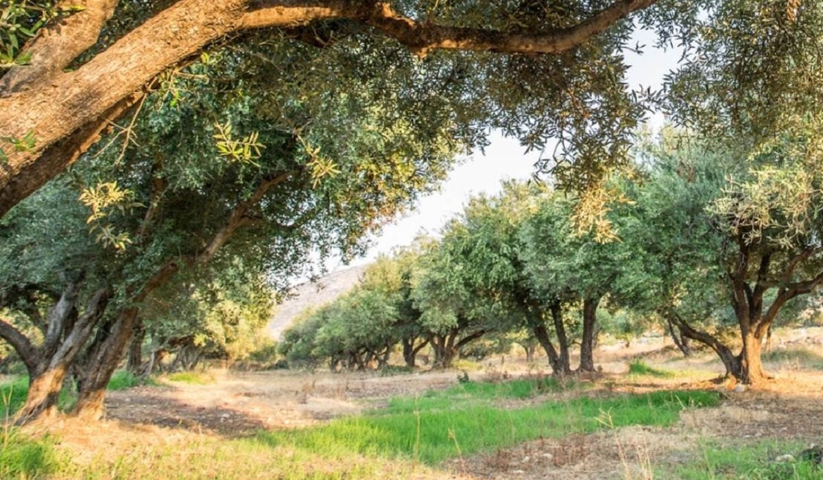 Κρήτη: Ο δάκος στις ελιές απειλεί την παραγωγή ελαιολάδου