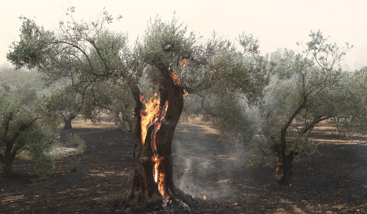 Καίει για 11η μέρα η φωτιά στον Έβρο – Ενεργές καύσεις σε Πάρνηθα και Βοιωτία