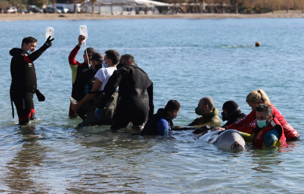 Απομακρύνθηκε από μόνη της προς την ανοιχτή θάλασσα η φάλαινα που βρέθηκε στον Άλιμο