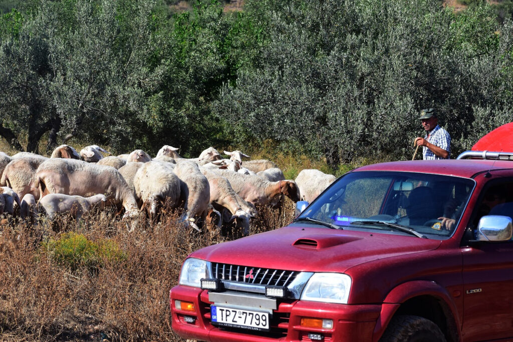 Πανώλη αιγοπροβάτων: Έρχονται αποφάσεις για άρση των περιορισμών – «Ανοίγουν» περιοχές