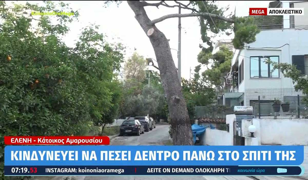 Μαρούσι: Πεύκο κινδυνεύει να πέσει πάνω σε σπίτι – «Μπαλάκι» η κοπή του ανάμεσα σε δύο δήμους