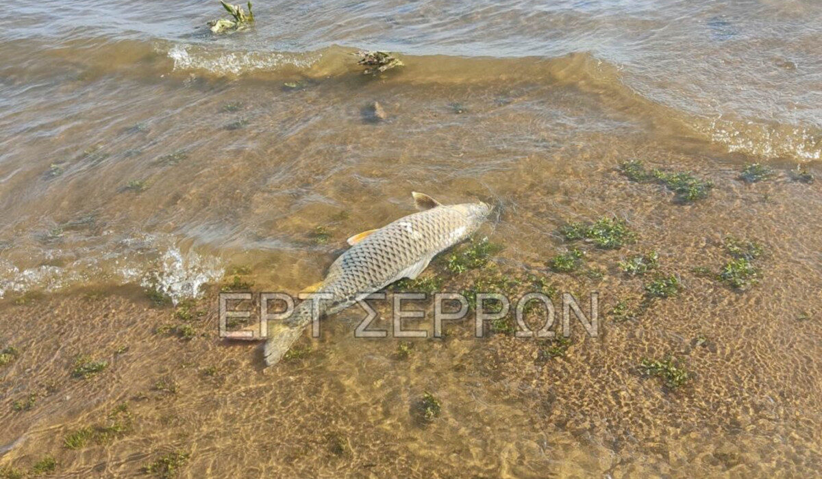 Δεκάδες νεκρά ψάρια εμφανίστηκαν στη λίμνη Κερκίνη (βίντεο)