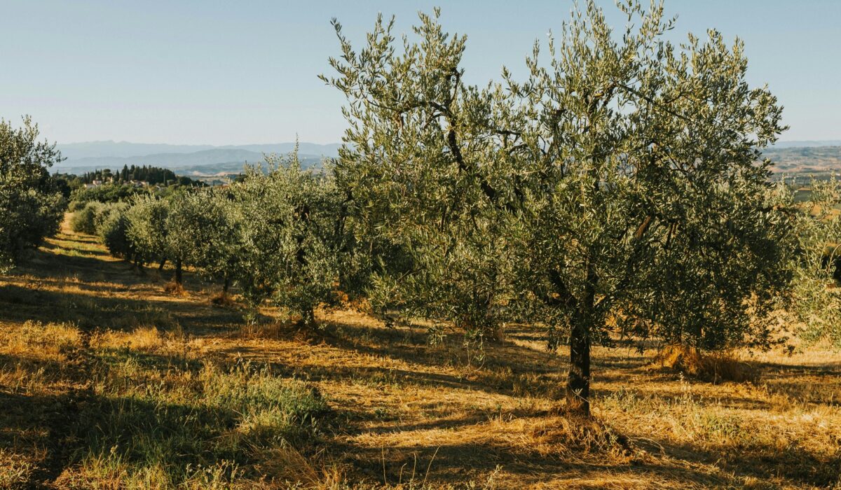 Η γη της ελιάς